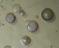 water bacteria water bacteria